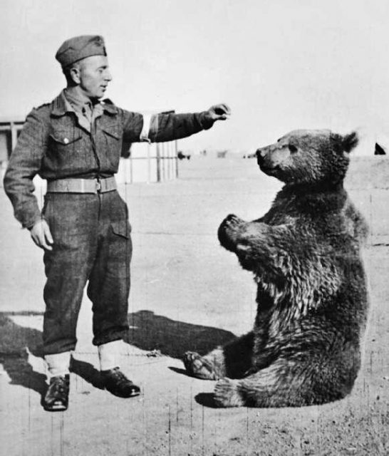 Wojtek sits in front of a soldier.