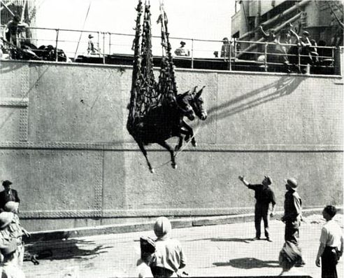 A U.S. mule transport ship unloading a US Army mules in Naples, Italy in Sept. of 1944.