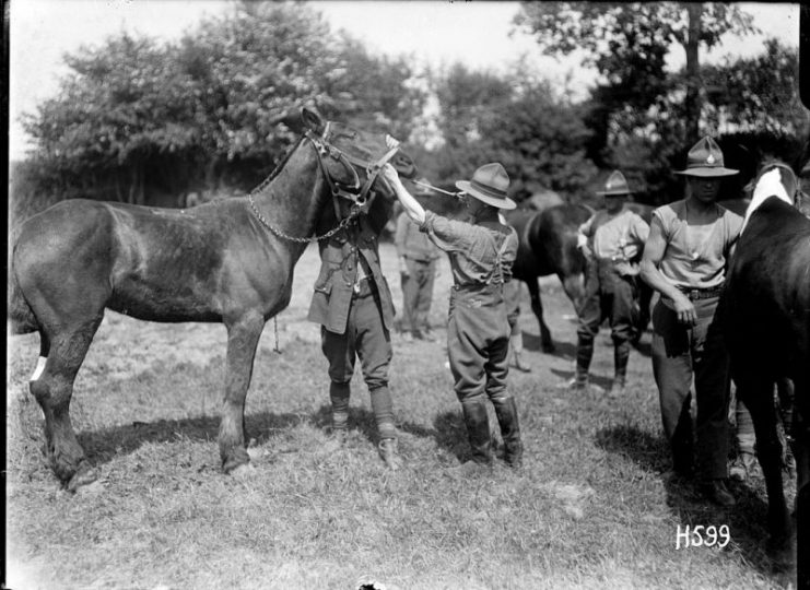 A World War I vet with the New Zealand Veterinary Corps treats a horse’s teeth while an assistant steadies the animal.