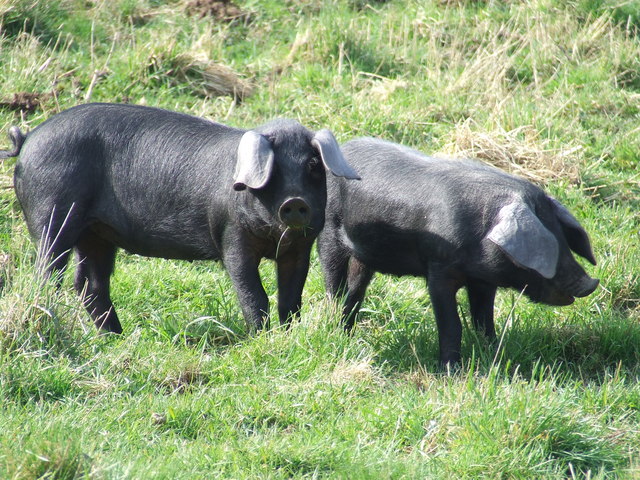 Large Black breed piglets.Photo: Keith Evans CC BY-SA 2.0