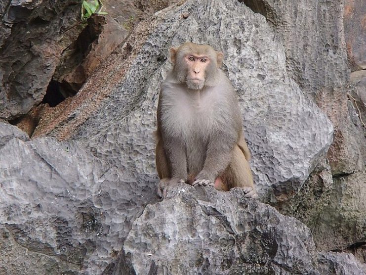 Monkey in Vietnam. Peter van der Sluijs – CC BY-SA 3.0