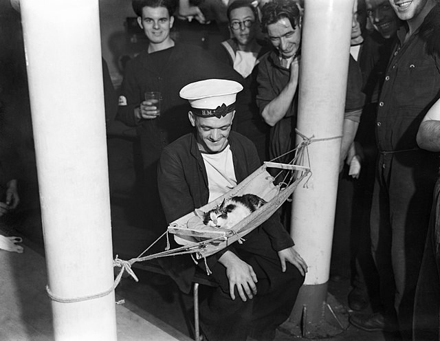 British Royal Navy sailors staring at a cat in a hammock