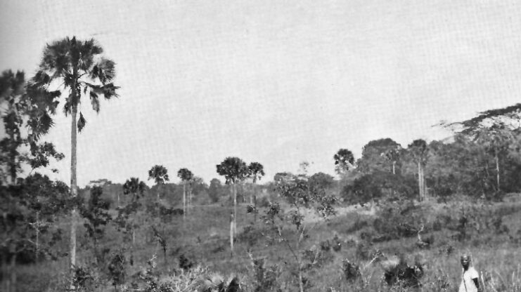 Man walking through the savannah in the Belgian Congo