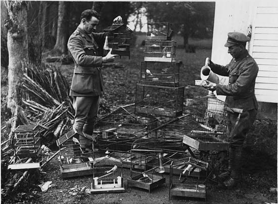 British soldiers with rescued canaries, France, during World War I.