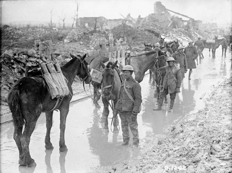 Horses in the First World War