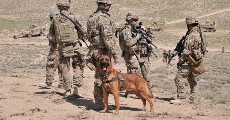A military working dog accompanies U.S. Soldiers conducting an inspection of an Afghan Border Police checkpoint near the Afghanistan-Pakistan border