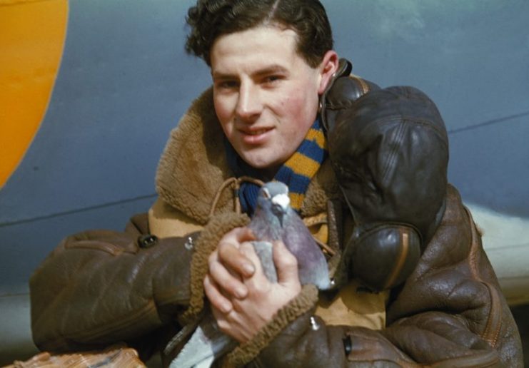 A close-up of a member of a Royal Air Force aircrew holding a carrier pigeon beside a Lockheed Hudson of Coastal Command.