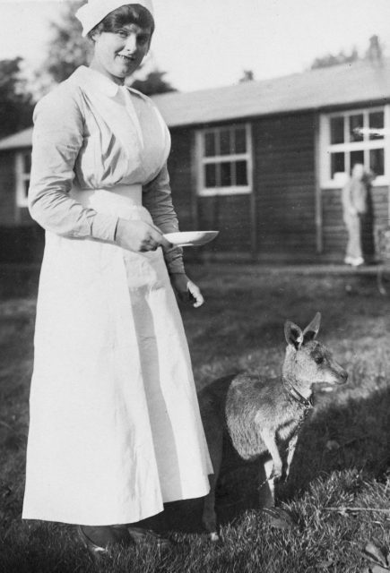 Harefield, England. Taken during WWI.An Australian nurse at No 1 Australian Auxiliary Hospital about to feed their pet kangaroo Jimony.