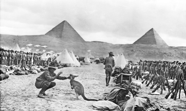 Lines of the 9th and 10th Battalions at Mena Camp, looking towards the Pyramids. The soldier in the foreground is playing with a kangaroo, the regimental mascot.