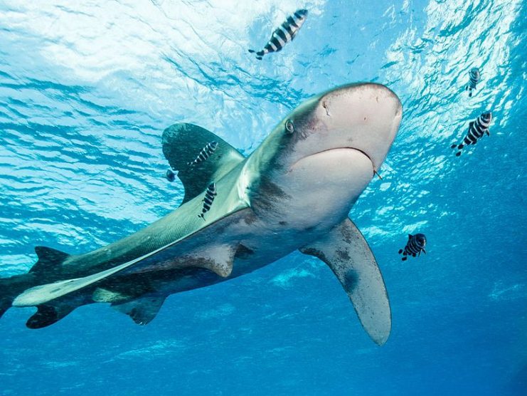 Oceanic whitetip with a rusty fish hook in its mouth.Photo: Alexander Vasenin CC BY-SA 4.0