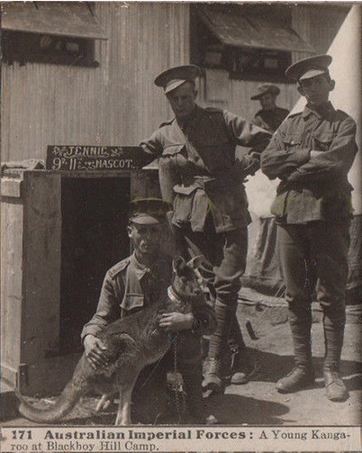 Australian Imperial Forces: A young kangaroo at Blackboy Hill Camp – WW1