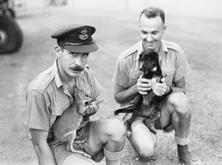 Two members of No. 31 (Beaufighter) Squadron RAAF, holding the squadron mascots, a joey (young kangaroo) and a dog.1943