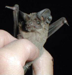 Tadarida brasiliensis, Mexican Free-tailed Bat