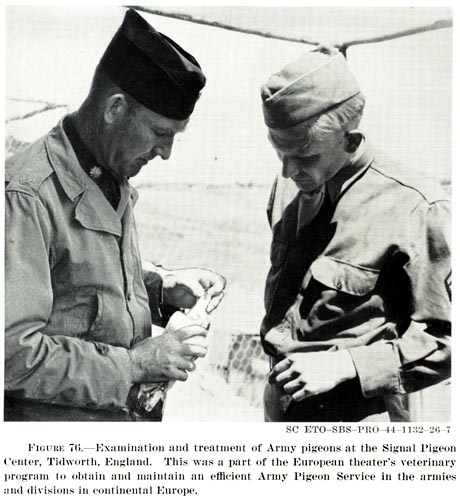 Examination and treatment of Army pigeons at the Signal Pigeon Center Tidworth, England, UK (United States Army Pigeon Service)