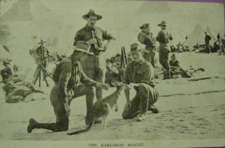 WW1 postcard showing a kangaroo mascot with Australian soldiers in Egypt.