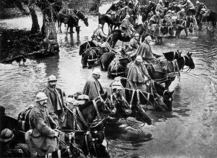 French train horses resting in a river on their way to Verdun