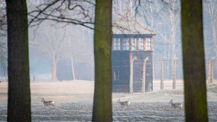 Early in the morning, deer walk past a watchtower of the former Auschwitz-Birkenau extermination camp. Kay Nietfeld/dpa (Photo by Kay Nietfeld/picture alliance via Getty Images)