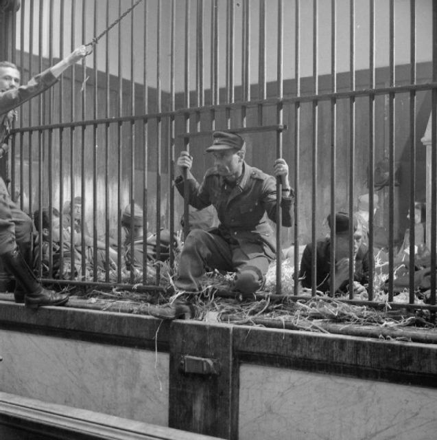 The liberated people of Antwerp showed their resentment towards the remaining German soldiers and collaborators by locking them up in the Zoo’s lion cages before their trial.