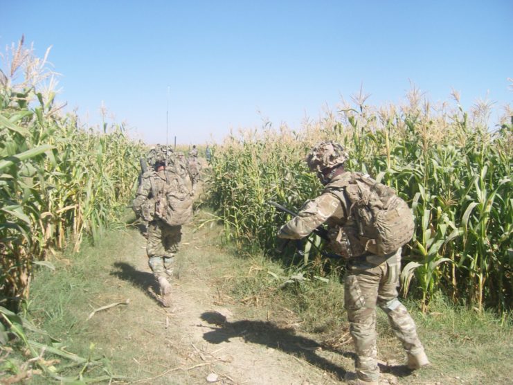 The patrol passes through a corn field.