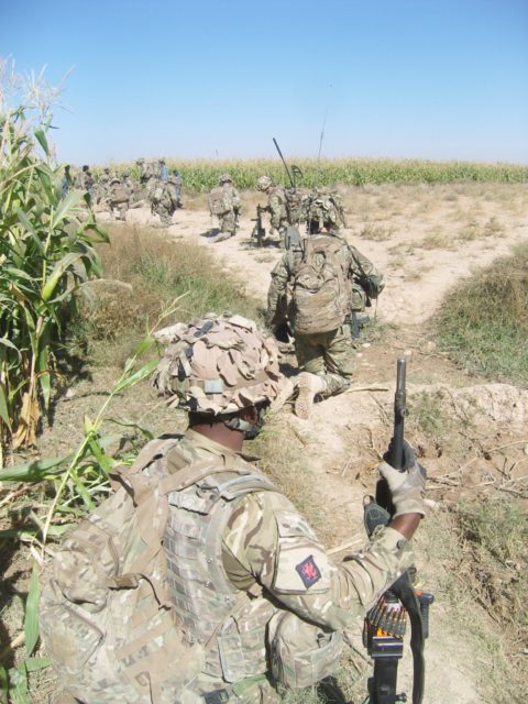 The patrol works way through a corn field.