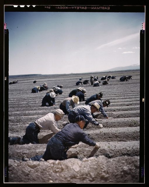 Japanese-Americans transplanting celery at the Tule Lake Relocation Center during the Second World War.
