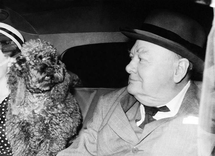 UNITED KINGDOM – JANUARY 01: London, Sir Winston Churchill With His Pet Poodle. 1953 (Photo by Keystone-France/Gamma-Keystone via Getty Images)