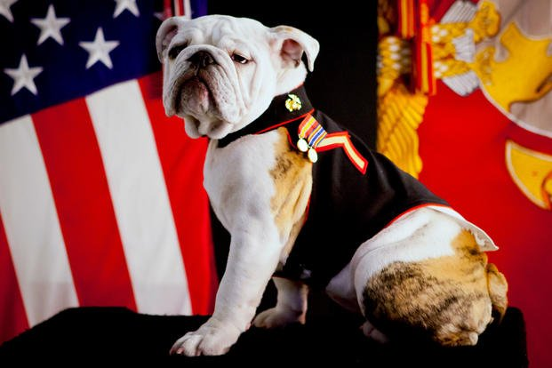 Chesty XIV, the official Marine Corps mascot
