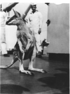 Other than ammunition, bombs and mines, the Karlsruhe carried Boonah the Kangaroo! Worry not, as Boonah was safely in a zoo in the town Karlsruhe when the ship sank.