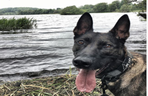 Kuno is now enjoying his well deserved retirement. Credit: PDSA