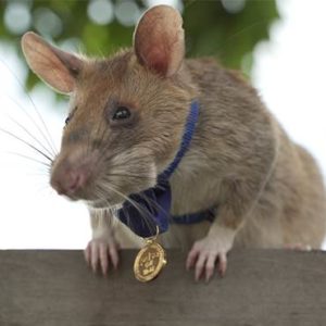 Magawa the mine sniffing rat. Image courtesy of PDSA.