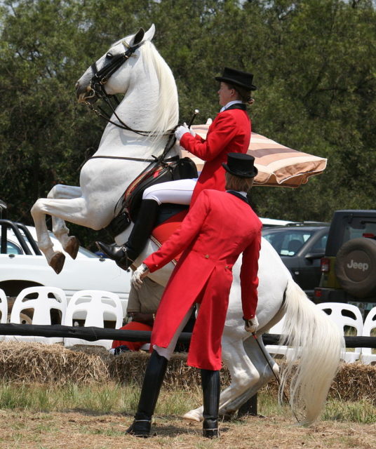 The lineage of all current Lipizzan hoses can be traced back to the original eight individual horses.