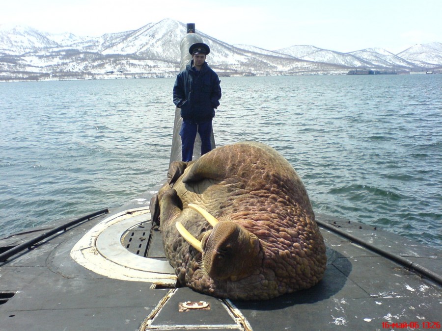 Russian Navy