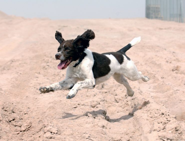 Harvey the Springer Spaniel is an Arms Explosive Search (AES) dog, currently serving in Afghanistan with his Lance Corporal handler from the Royal Army Veterinary Corps (RAVC).