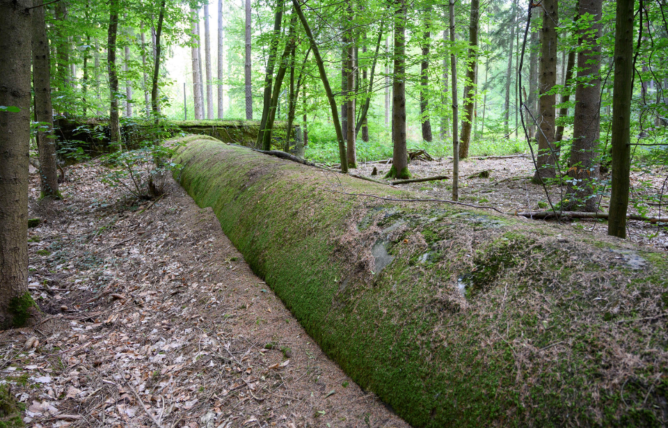 A forest overgrows disused WWII-era infrastructure near Wuerzburg, Germany. (Photo credit: Thomas Kienzle/AFP via Getty Images)