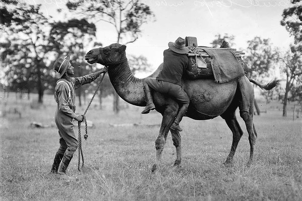 1916 Camel Corps training