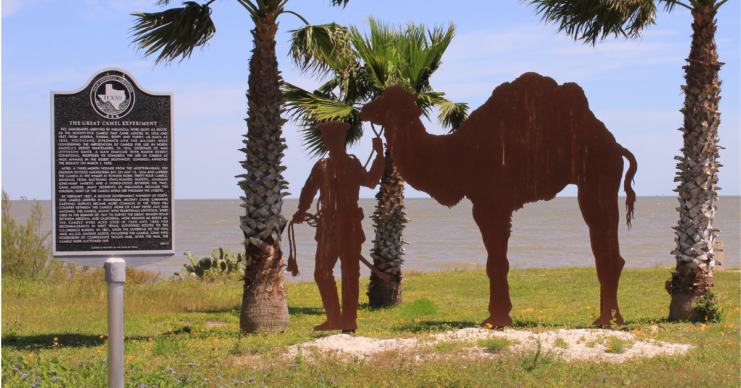 Camel Corps State Marker in Indianola, Texas 