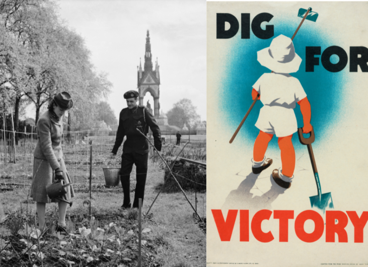 Photo and poster from the Dig for Victory campaign
