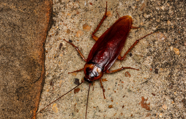 Close view of an American cockroach