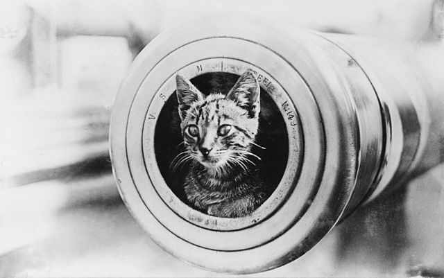 Cat sitting in the muzzle of a six-inch gun