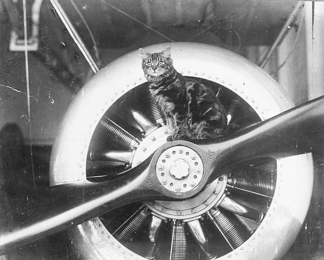Cat named Pincher sitting on an aircraft propeller