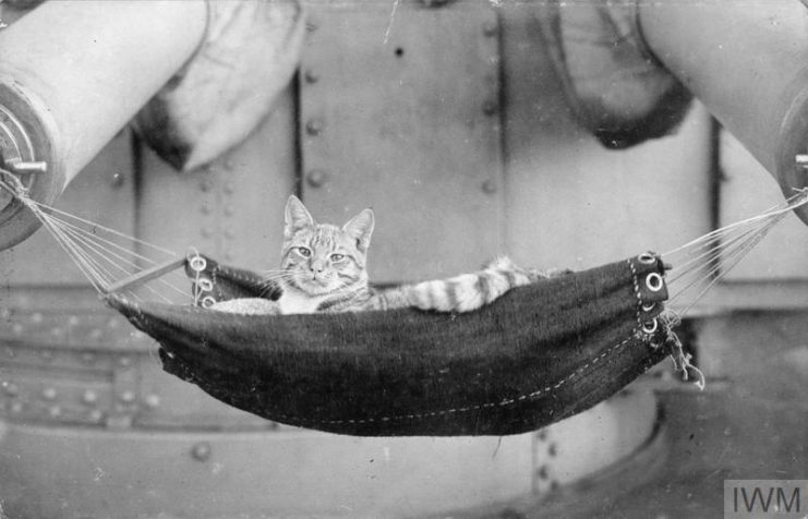 Cat lying in a small hammock