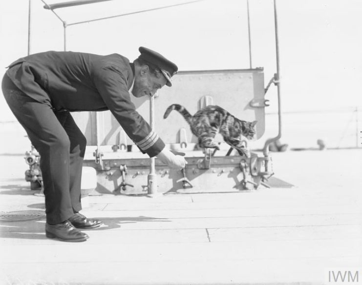 Naval Officer bending over while a cat jumps away from him
