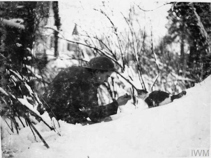 British soldier feeding a cat in the snow