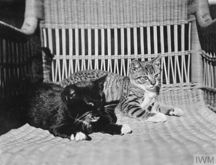 Two felines sitting on a wicker chair