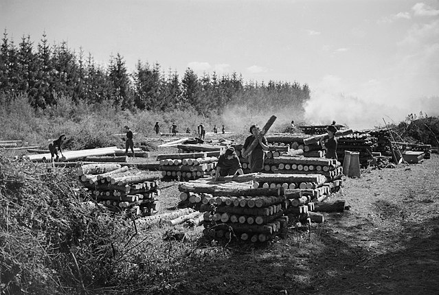 Women stacking logs in the middle of a field