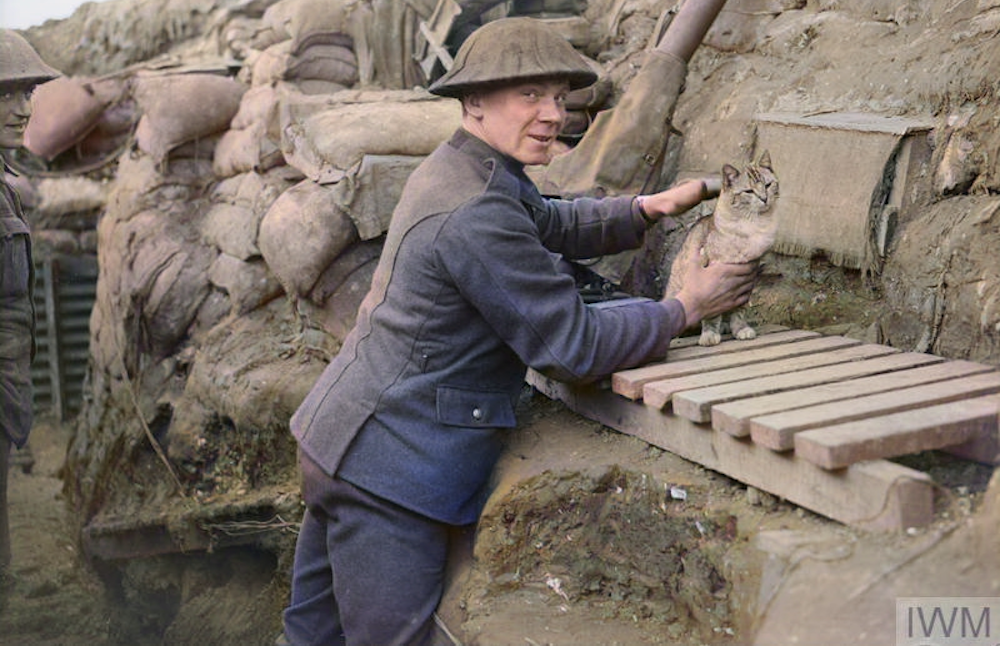 British soldier with a cat in the trenches