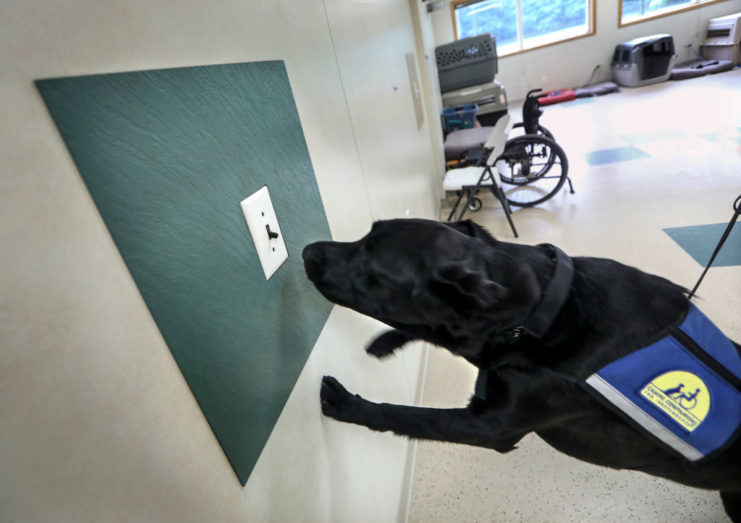 Service dog using its nose to activate a light switch