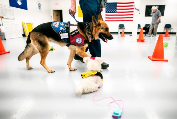 Service dog walking through an obstacle course with its handler