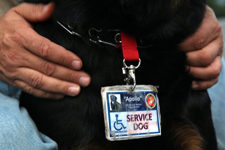 Service dog tag around the neck of a black dog