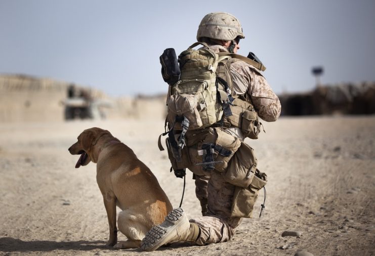 U.S. soldier kneeling beside a dog